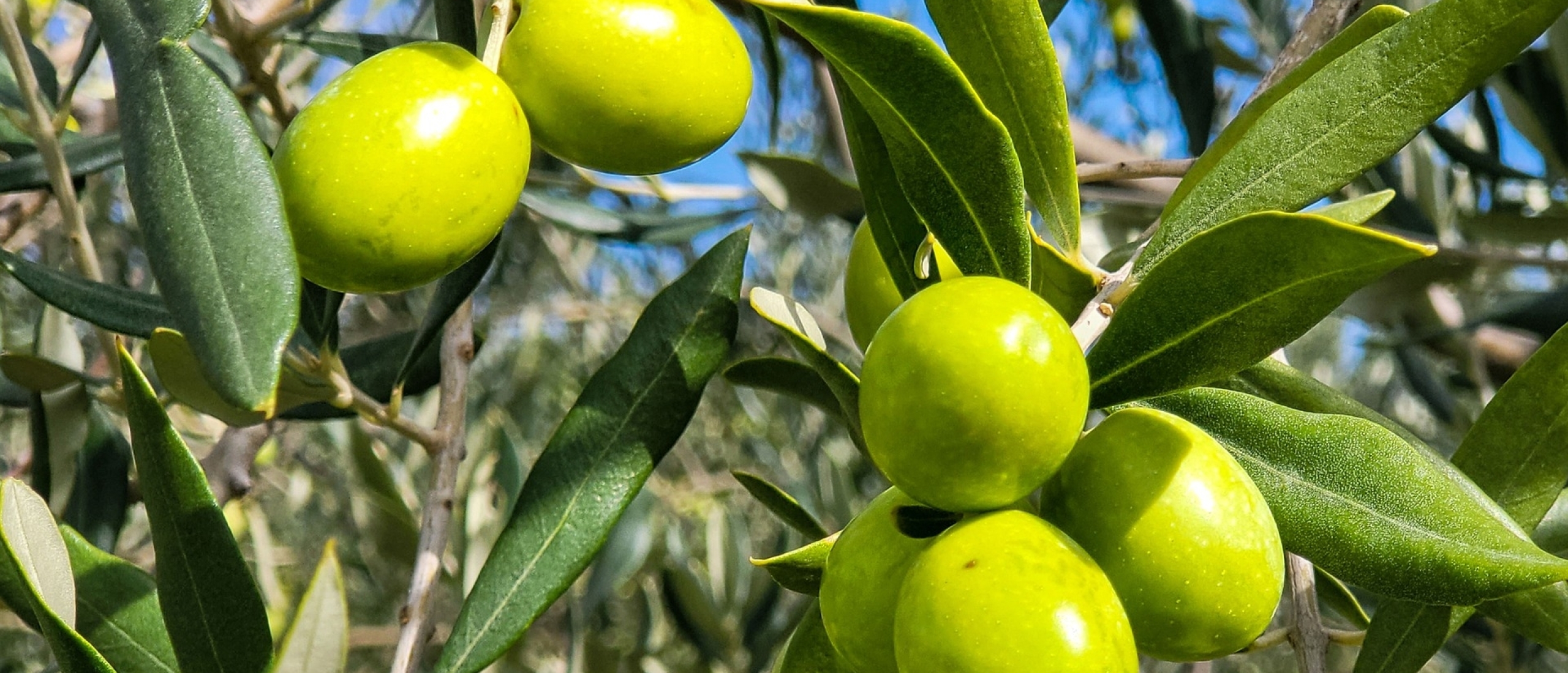 Tunesië staat tweede als 's werelds grootste olijfolie producent