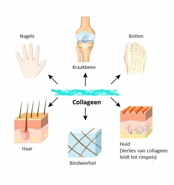 waar helpt extra collageen voor?
