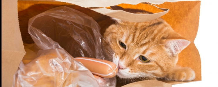 Wat is uw 'kat in de zak'?