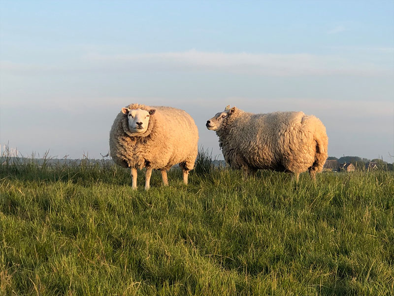 Schapen langs de vaarroute | Partyboot De Koperen Hoorn