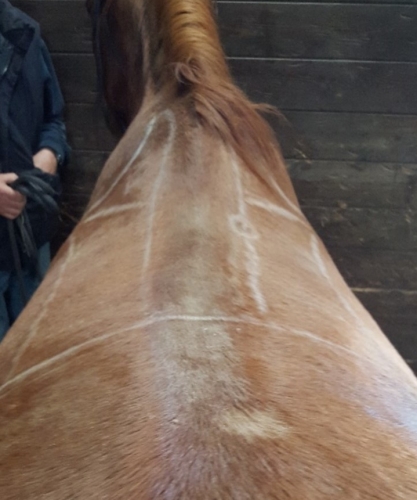 opleiding zadelpassen