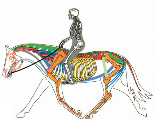 opleiding zadelpassen