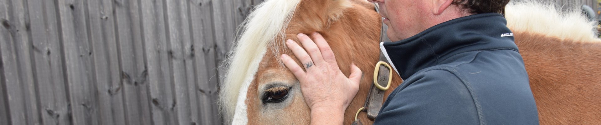 Ontdek de voordelen van cranio-sacraal therapie bij paarden