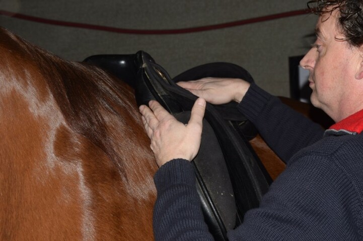 opleiding holistisch zadelpasser