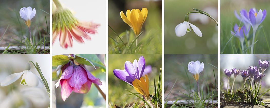 10 Tips voor het fotograferen van bloemen