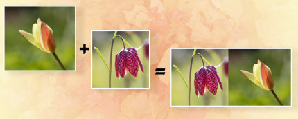 Zet twee fotos naast elkaar met Photoshop of Elements