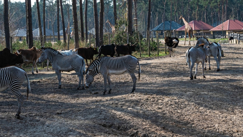 Safaripark Beekse Bergen