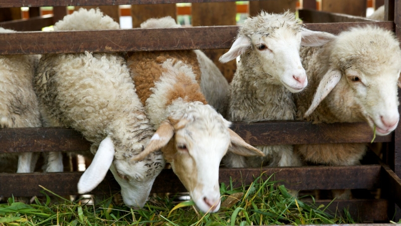 schapen hoeden teamuitje