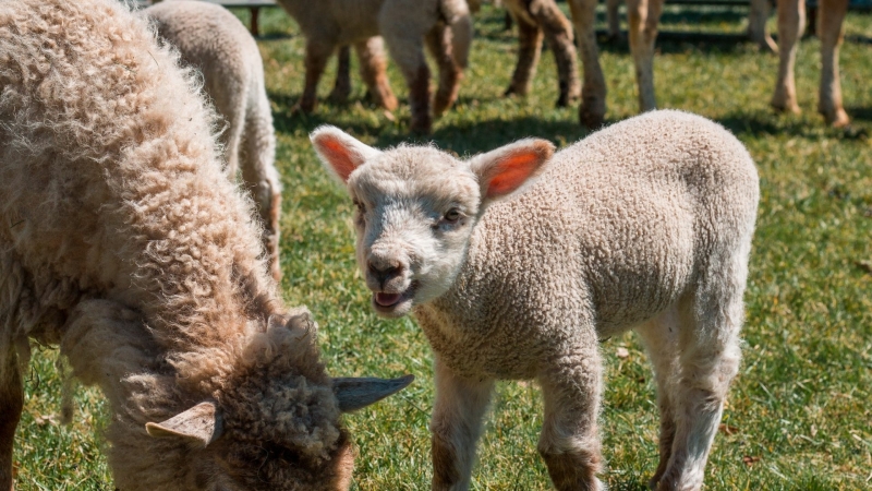 veluwe uitje schaap