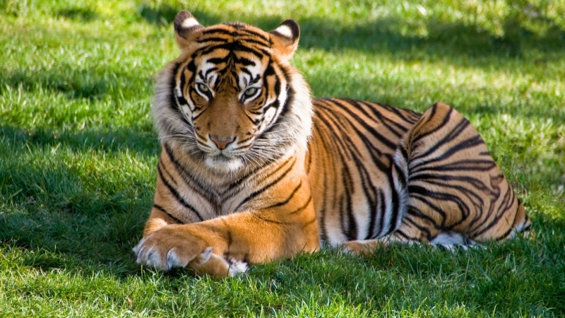 veluwe uitje tijger