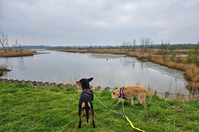 De honden Lana en Lizzy kijken naar de polders van kruibeke De honden Lana en Lizzy kijken naar de polders van kruibeke