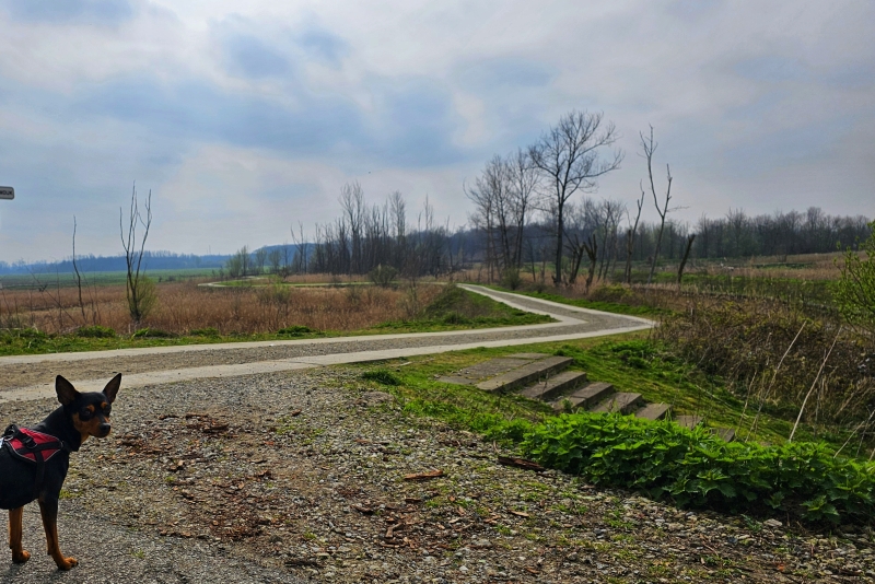 Hond Lana wandelt in Kruibeke via de Barbierbeekroute