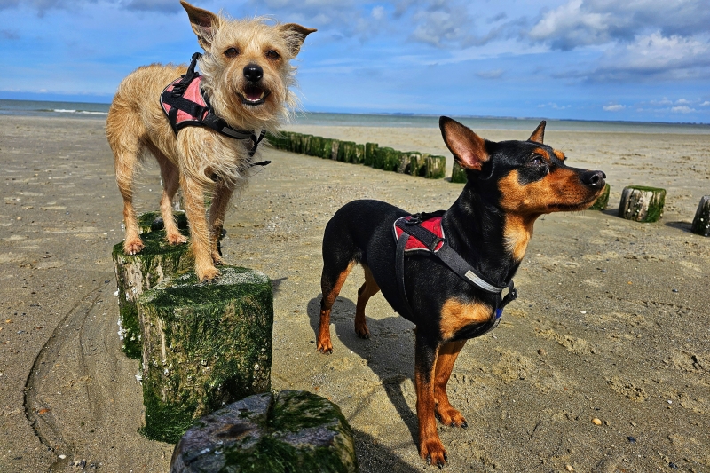 Honden mogen loslopen op het strand in Groede