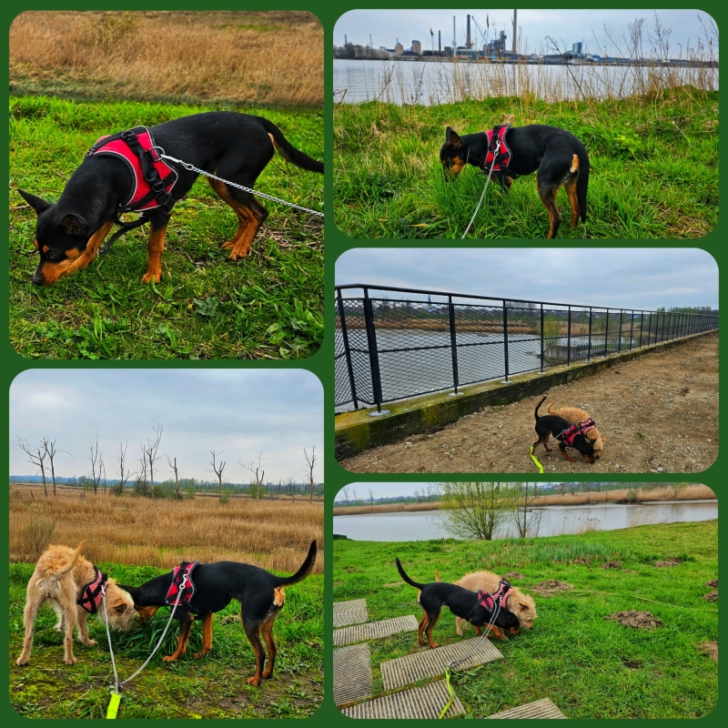 Honden op de barbierbeekroute in de Polders van Kruibeke
