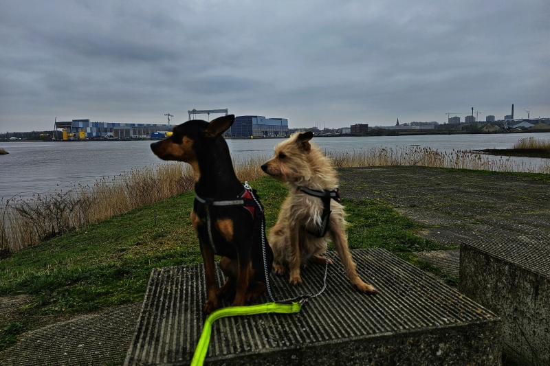 Honden op de ringdijk aan de Schelde in Kruibeke