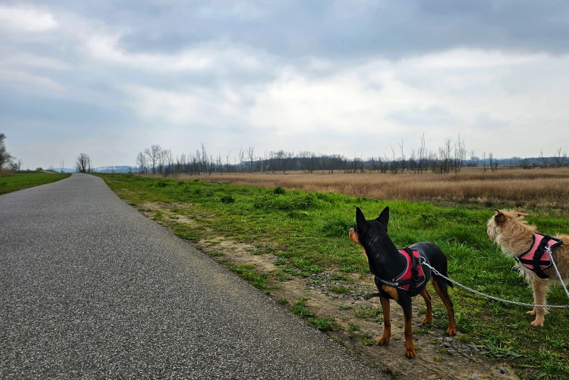 Honden op de ringdijk van Kruibeke Honden op de ringdijk van Kruibeke