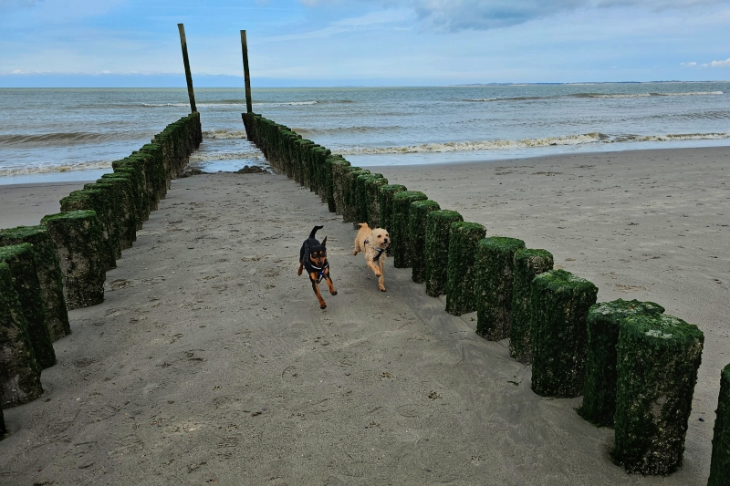 Spelende honden op het strand in Groede