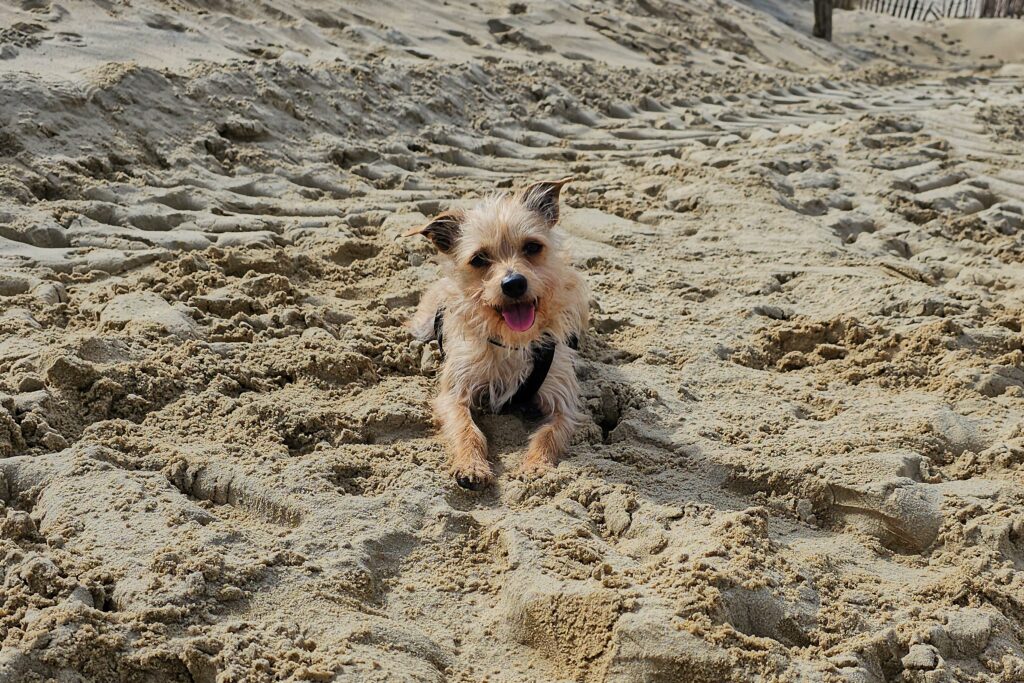 Lizzy ligt op het strand