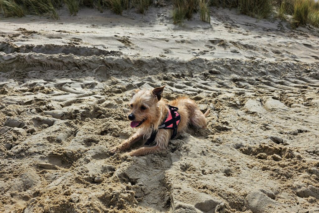 Lizzy op het strand in Groede
