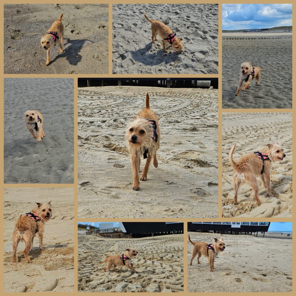 De hond Lizzy is vrolijk aan het spelen op het strand.