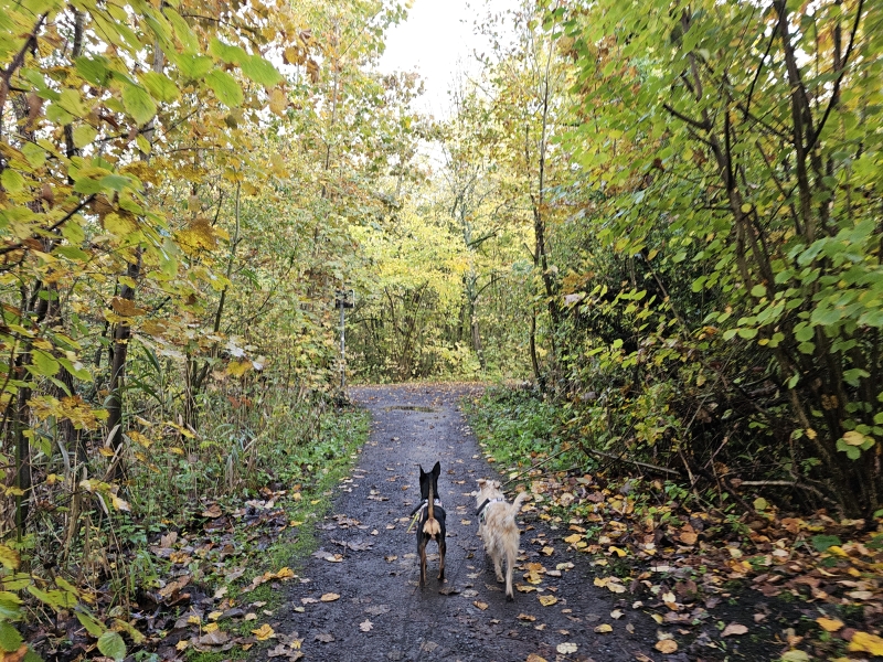10000 stappen wandelroute in Lokeren parkenwandeling