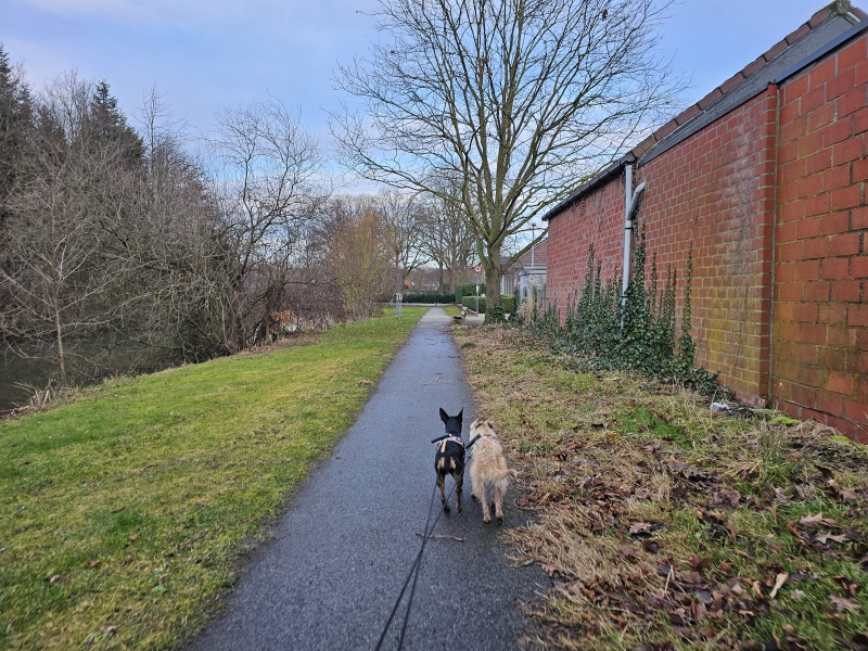 17 km wandelroute Waverwoudpad Sint-Katelijne-Waver met honden