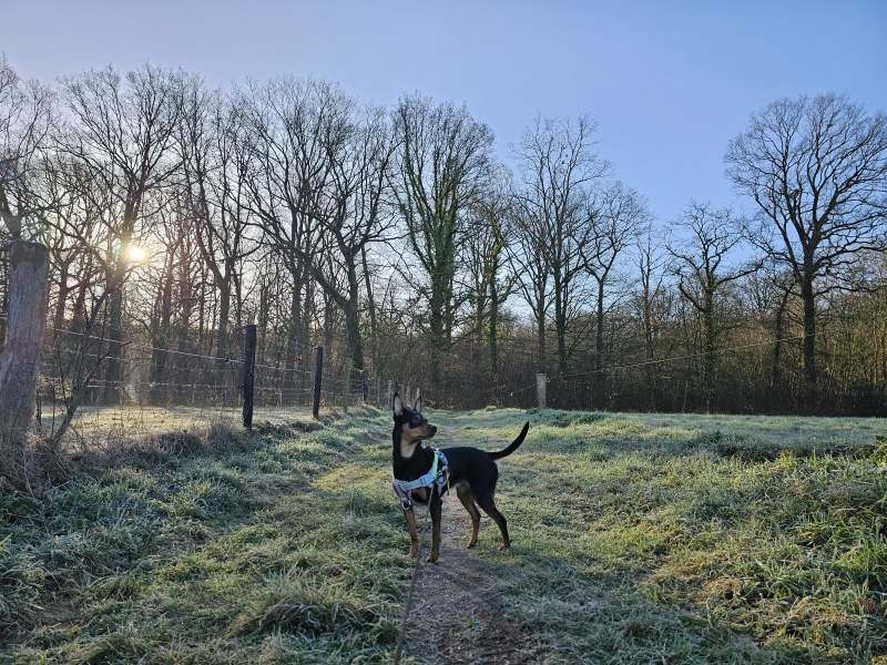Wandelen in Boortmeerbeek met hond: het Steentjesbos in Vlaams-Brabant