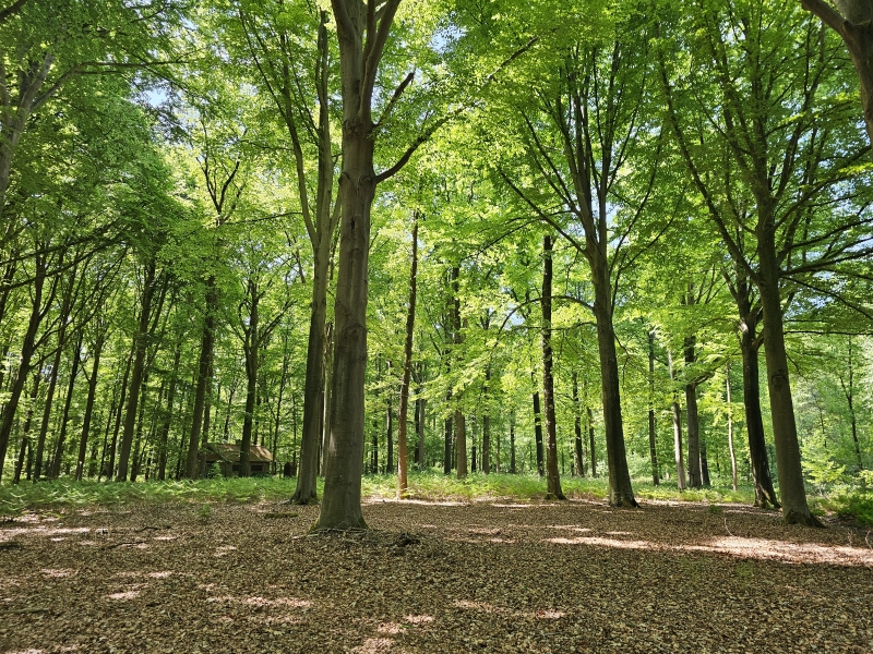5 km boswandeling met hond in West-Vlaanderen: het Groenhovebos in Torhout