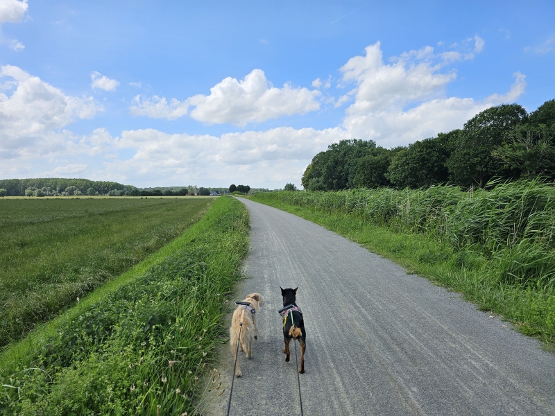 9 kilometer wandelroute in Zemst door de natuur