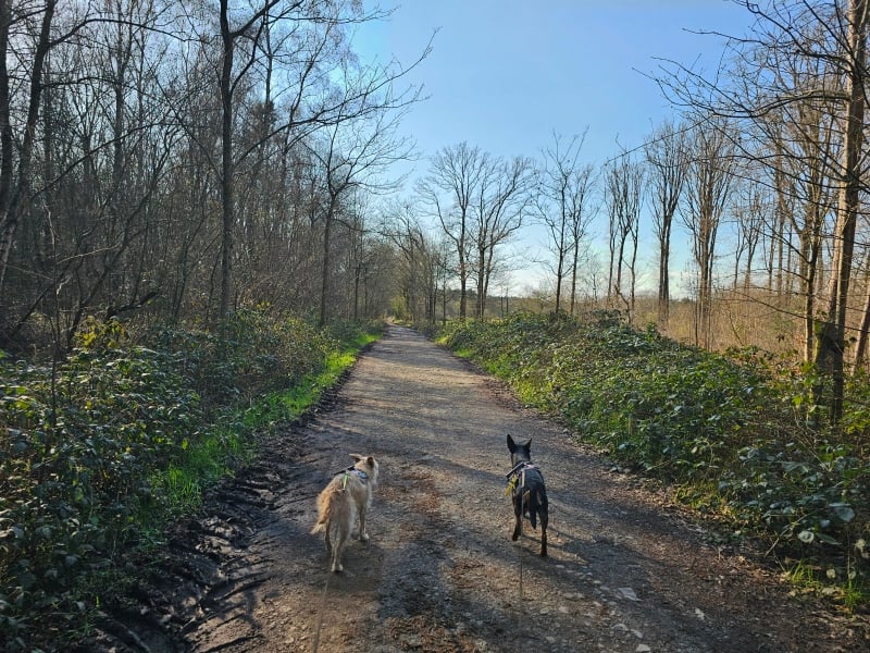Aalter Keigatbos wandelen Aalter Keigatbos wandelen