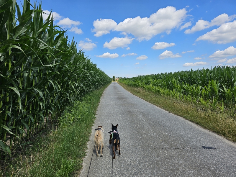Aalter, Poeke wandeling met hond