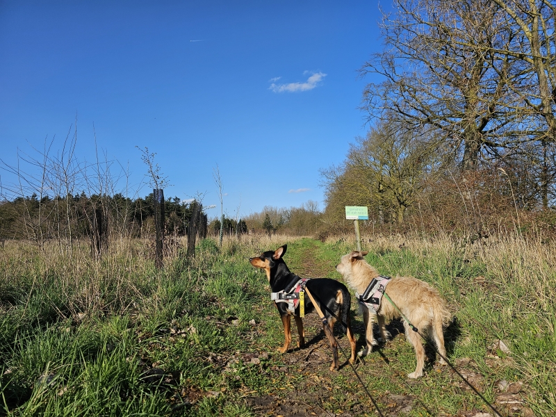 Aalter wandelen met hond Aalter wandelen met hond