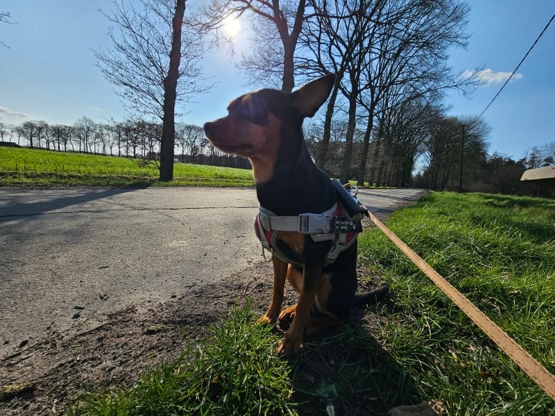 Aalter wandelroute Keigatbos met hond Aalter wandelroute Keigatbos met hond