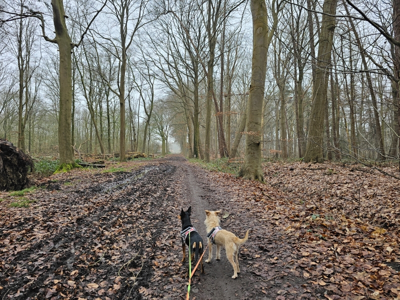 Aalter wandelroutes met hond door de natuur Aalter wandelroutes met hond door de natuur