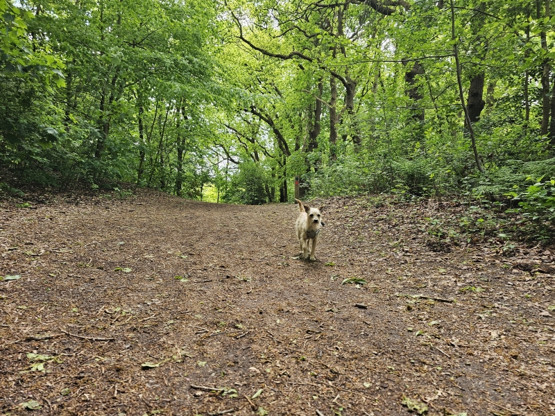 Aangelijnd of loslopen wandelroute door de Bakkeveense Duinen in Friesland