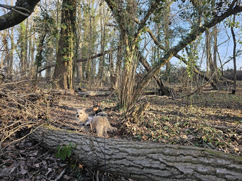 Affligem boswandeling Roofridderspad met hond