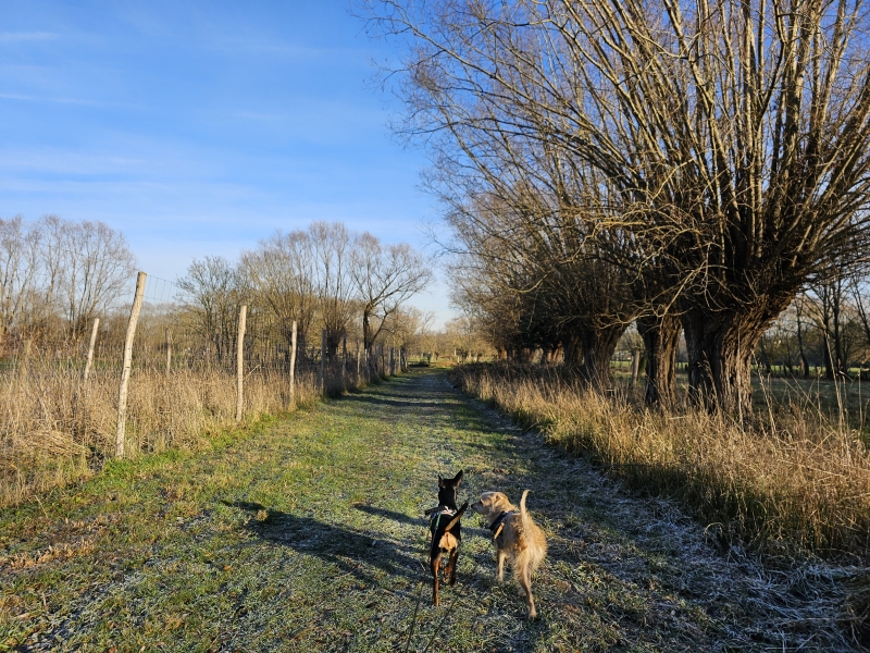 Affligem Roofridderswandeling door de Koudenbergbeekvallei met hond wandelroute