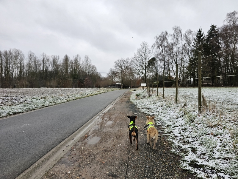 Affligem wandelen met hond