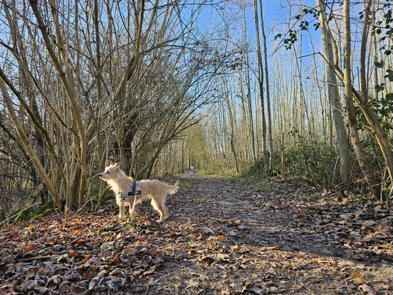 Affligem wandelen met hond Roofridderspad