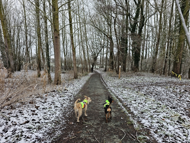 Affligem wandelroute met hond door het Kluizenbos