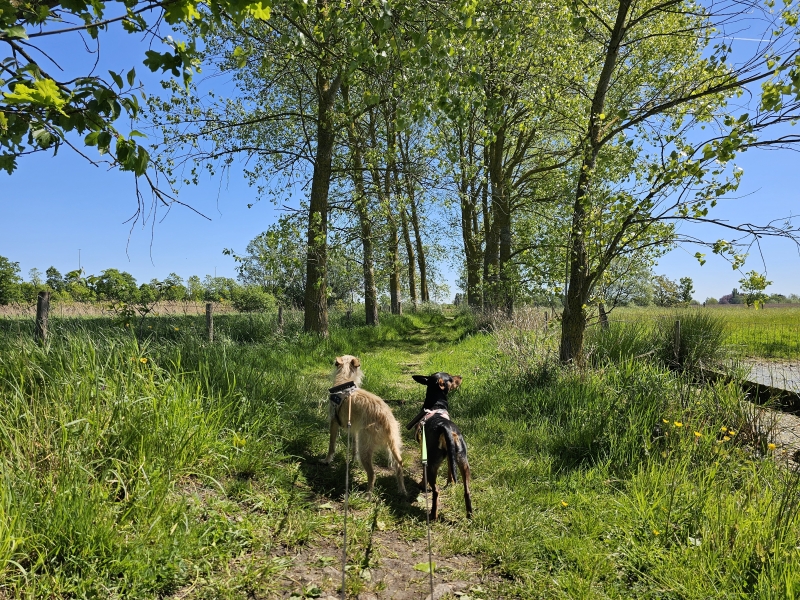 Afsnee-Keuze wandelroute in Afsnee Afsnee-Keuze wandelroute in Afsnee