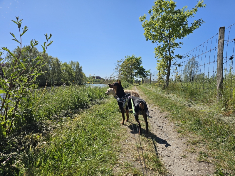 Afsnee-keuze wandelroute langs de Leie in Afsnee met hond Afsnee-keuze wandelroute langs de Leie in Afsnee met hond
