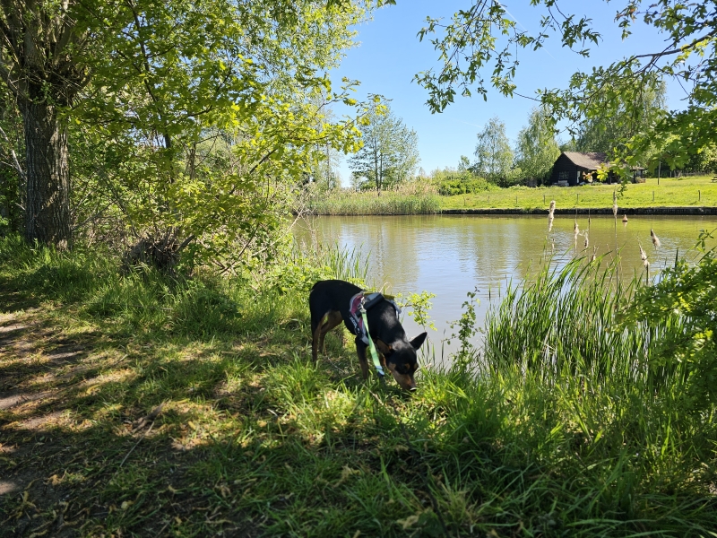 Afsnee wandelen langs de Leie met hond: de Afsnee-Keuze wandelroute Afsnee wandelen langs de Leie met hond: de Afsnee-Keuze wandelroute