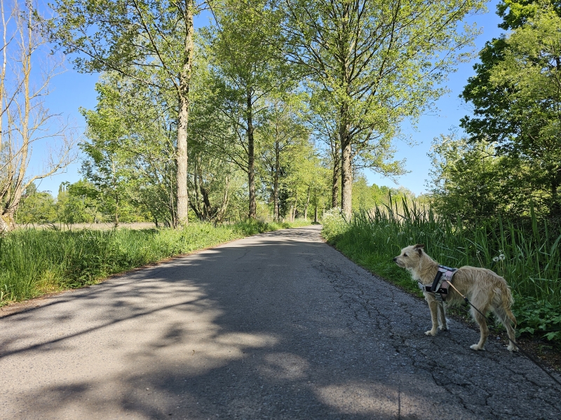 Afsnee wandelen met hond Afsnee wandelen met hond