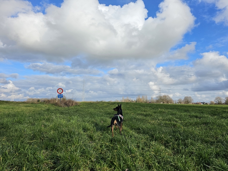 Afwisselende wandeling in Zemst met hond