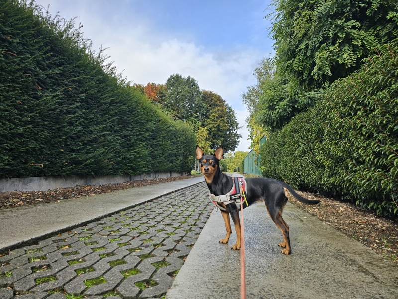 Afwisselende wandelroute in Wetteren met hond