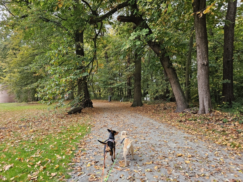 Antwerpen wandelroutes met hond Antwerpen wandelroutes met hond