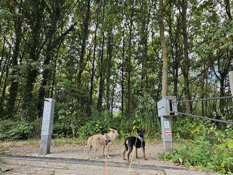 Appels trekveer oude schelde