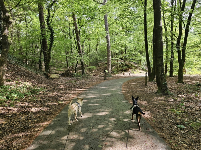 Appelscha Friesland rolstoelvriendelijke boswandeling door het Nationaal Park drents-friese wold Appelscha Friesland rolstoelvriendelijke boswandeling door het Nationaal Park drents-friese wold