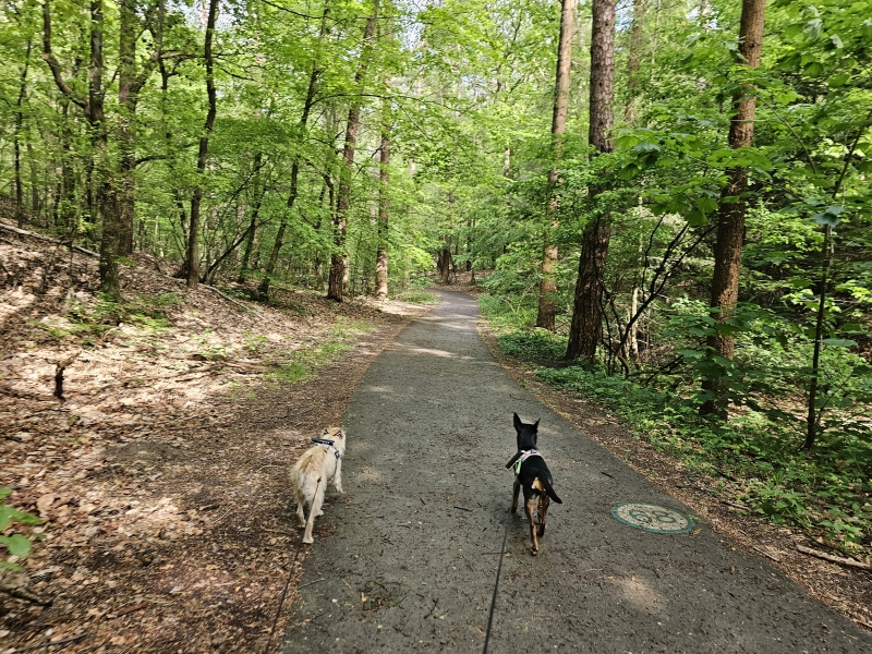 Appelscha wandelen door het Klimbos met hond Appelscha wandelen door het Klimbos met hond